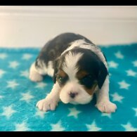 Cavalier King Charles Spaniel - Both