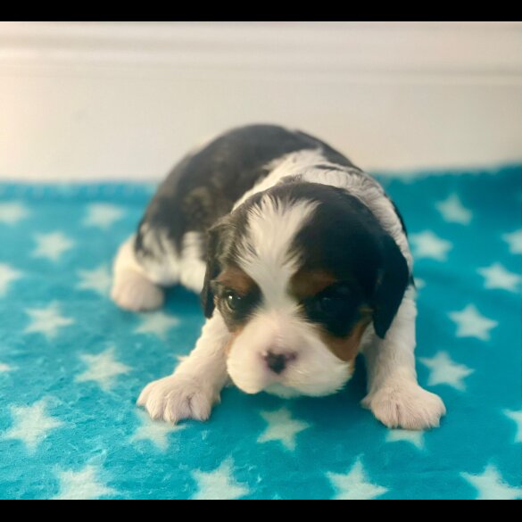 Cavalier King Charles Spaniel - Both