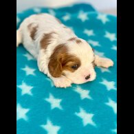 Cavalier King Charles Spaniel - Both