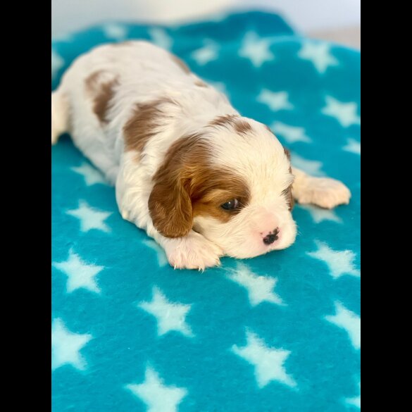 Cavalier King Charles Spaniel - Both
