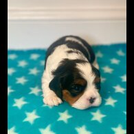 Cavalier King Charles Spaniel - Both