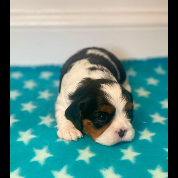 Cavalier King Charles Spaniel - Both