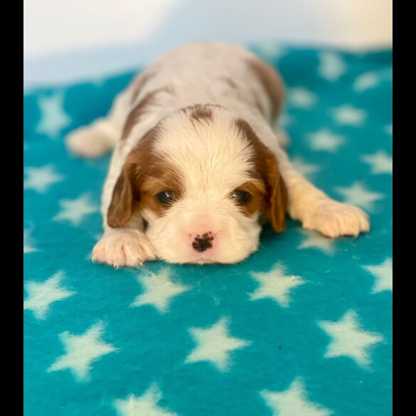 Cavalier King Charles Spaniel - Both
