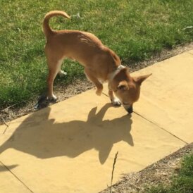 Chihuahua