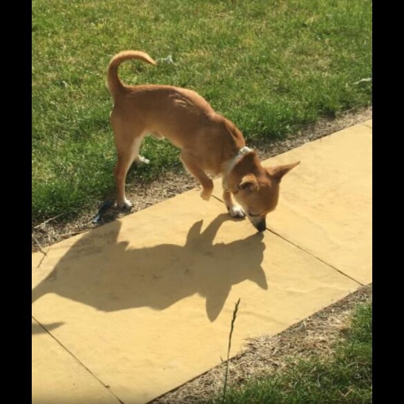 Chihuahua