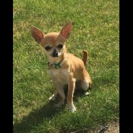 Chihuahua