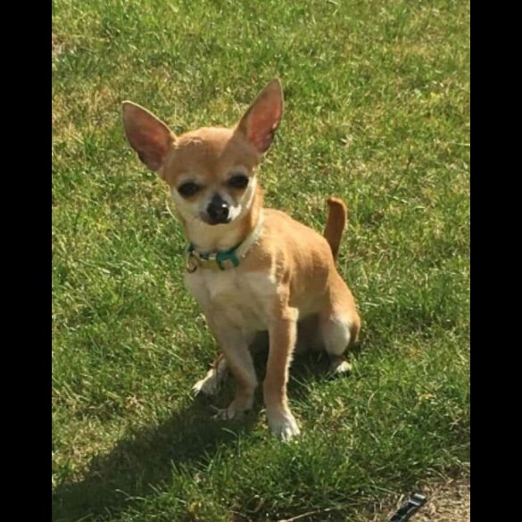 Chihuahua