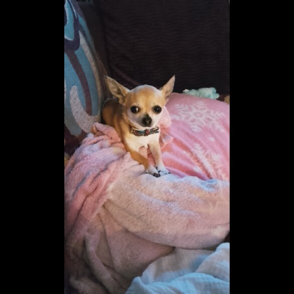 Chihuahua