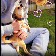 Chihuahua