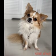 Chihuahua - Bitches