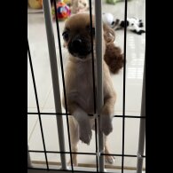 Chihuahua - Bitches