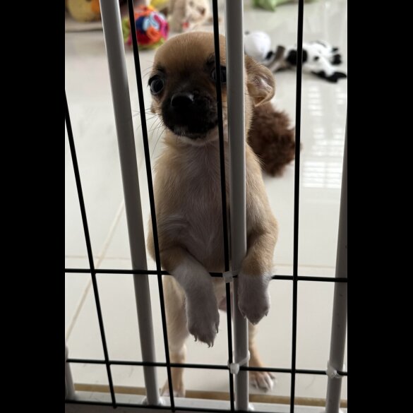 Chihuahua - Bitches