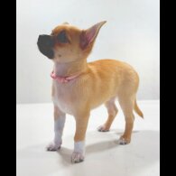 Chihuahua - Bitches