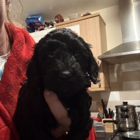 Cockapoo - Both