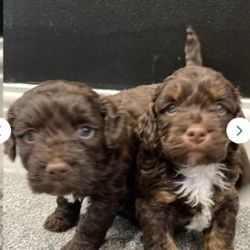 Cockapoo - Both