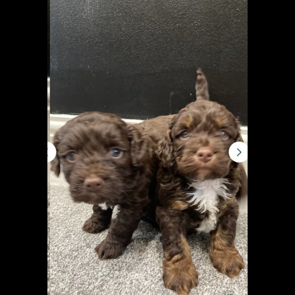 Cockapoo - Both