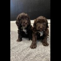 Cockapoo - Both