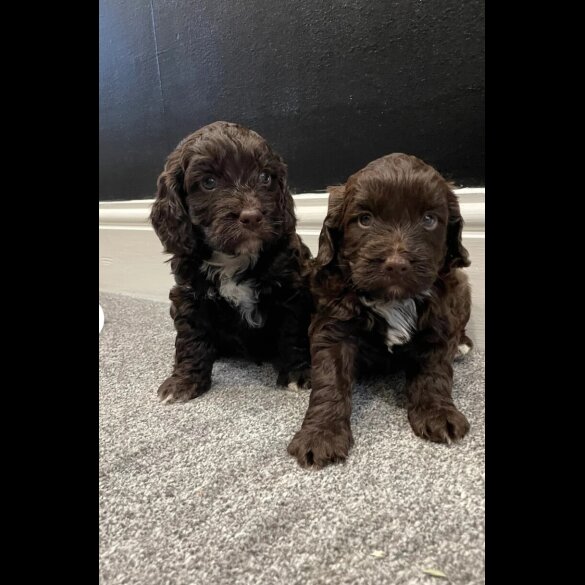Cockapoo - Both