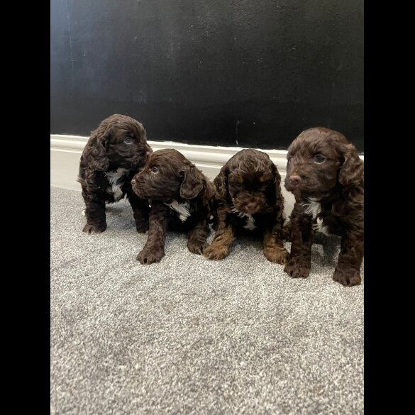 Cockapoo - Both