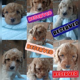 Cockapoo - Both
