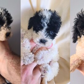 Cockapoo - Both