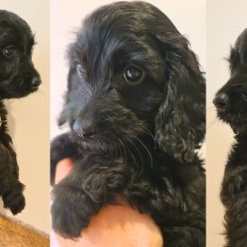 Cockapoo - Both