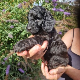 Cockapoo - Both