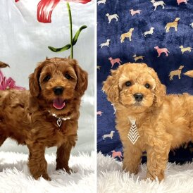 Cockapoo - Both