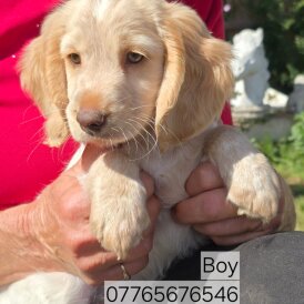 Cockapoo - Both