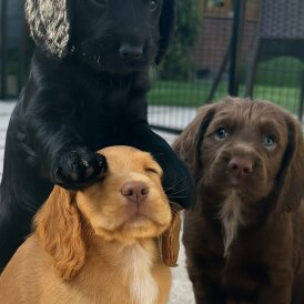 Cocker Spaniel (Working &amp; Show) - Bitches