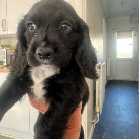 Cocker Spaniel (Working &amp; Show) - Dogs