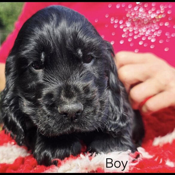Cocker Spaniel (Working &amp; Show) - Both