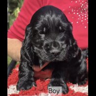 Cocker Spaniel (Working &amp; Show) - Both