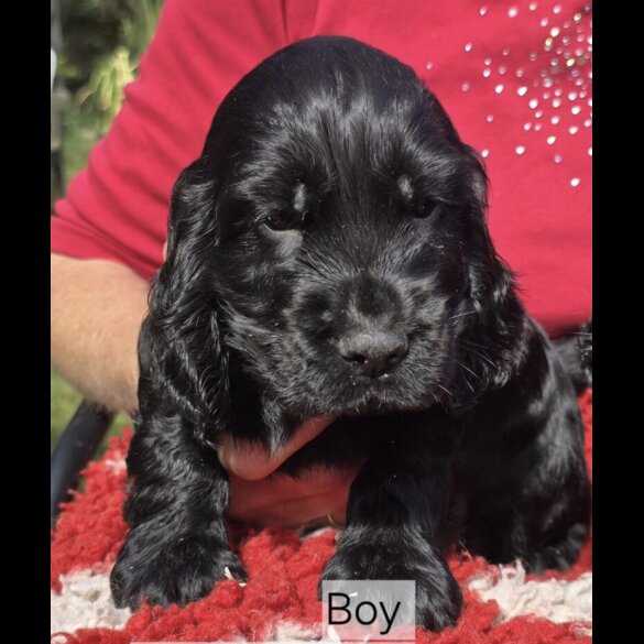 Cocker Spaniel (Working &amp; Show) - Both