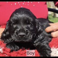 Cocker Spaniel (Working &amp; Show) - Both