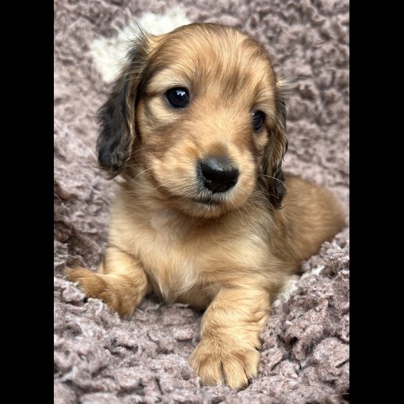 Dachshund (Miniature Long Haired) - Both