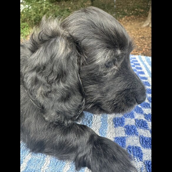Dachshund (Miniature Long Haired) - Both