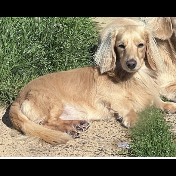 Dachshund (Miniature Long Haired) - Both