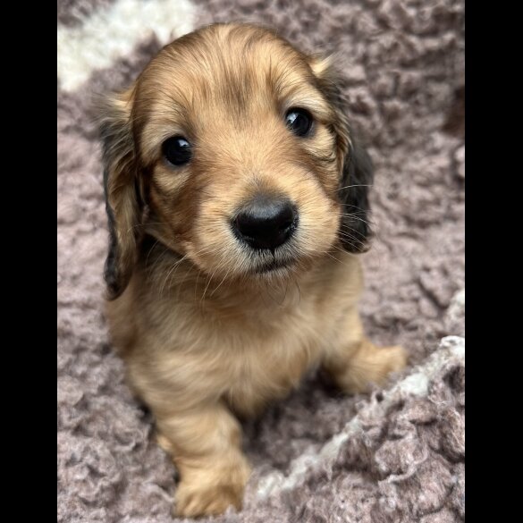 Dachshund (Miniature Long Haired) - Both