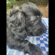 Dachshund (Miniature Long Haired) - Both
