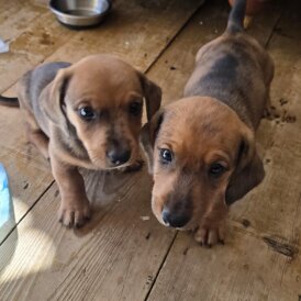 Dachshund (Standard &amp; Miniature) - Both