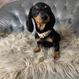 Dachshund (Standard &amp; Miniature) - Both
