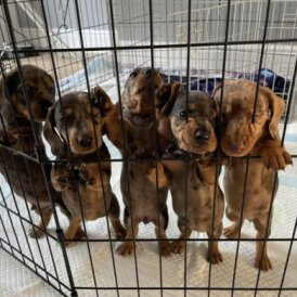 Dachshund (Standard &amp; Miniature) - Both