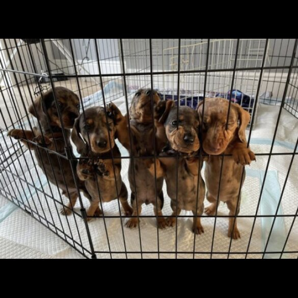 Dachshund (Standard &amp; Miniature) - Both