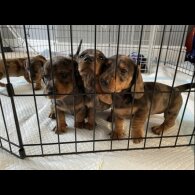 Dachshund (Standard &amp; Miniature) - Both