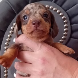 Dachshund (Standard &amp; Miniature) - Both