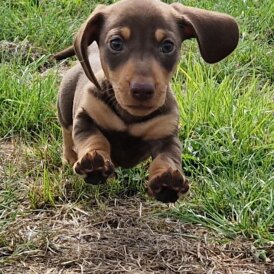 Dachshund (Standard &amp; Miniature) - Both