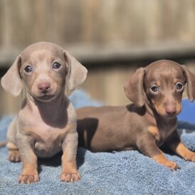 Dachshund (Standard &amp; Miniature) - Both