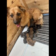 Dachshund (Long Haired) - Both
