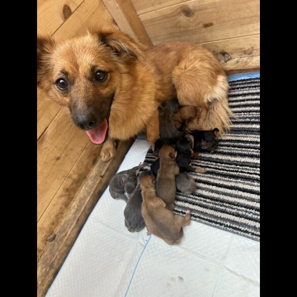 Dachshund (Long Haired) - Both